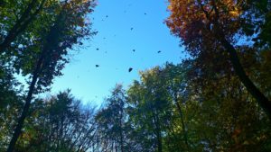 autumn, leaves, wind