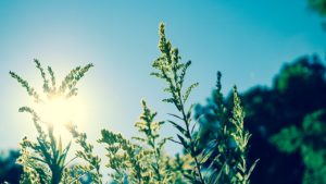 blue sky, blurry, clear sky
