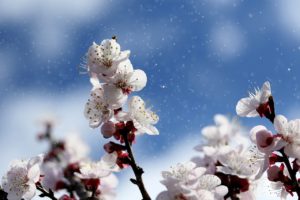 flowers, white, spring
