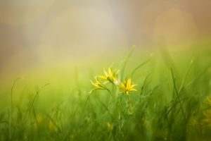 grass, field, nature