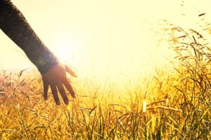 hands, grasses, sunset