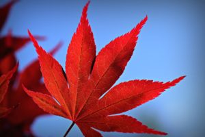japanese maple, tree, leaf