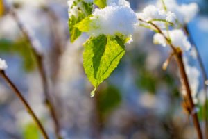 leaf, winter, cold