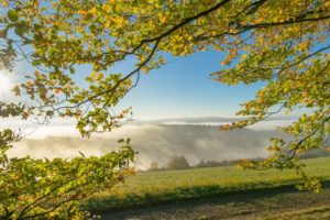 leaves, fog, nature