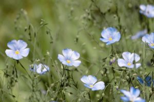 lein, staudenlein, blue flax