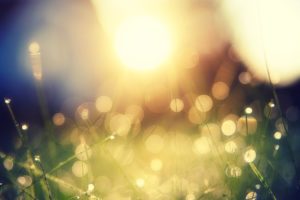 sun, grass, light