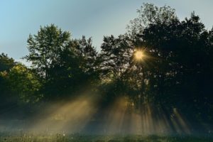 sunrise, sunrays, park