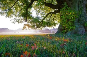 tree, nature, grass