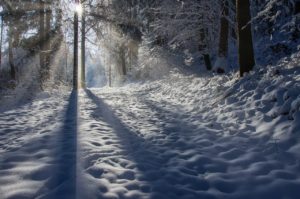 winter, forest, nature