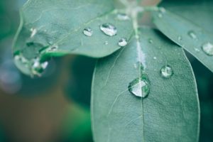 plant, akebia, leaf