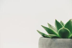 plant, succulent, potted