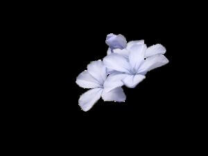 wild flowers, blue, wild flower