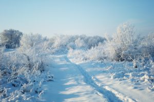 winter, snow, forest