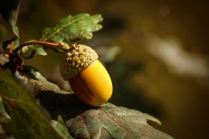 acorn, fruit, fall-3700512.jpg