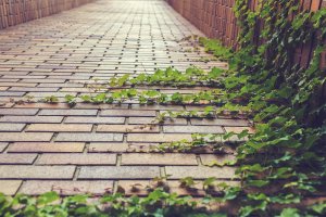 ivy, climbing plant, creeper-413686.jpg