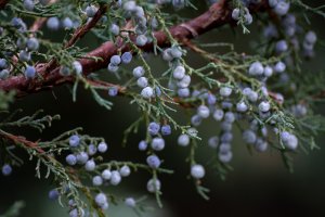 juniper, berries, plant-5831917.jpg