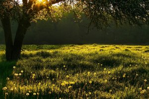 meadow, grass, tree-5263664.jpg