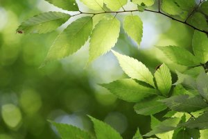 state of the union, green, leaf-4291098.jpg